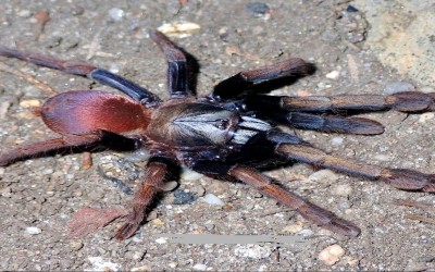 Thrigmopoeinae sp. "Kali" (Cilantica sp. Kali) Juvi Tarantula